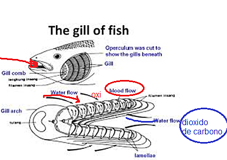 Breathing (clase 3(parte2))