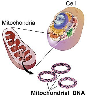 Mitochondrion