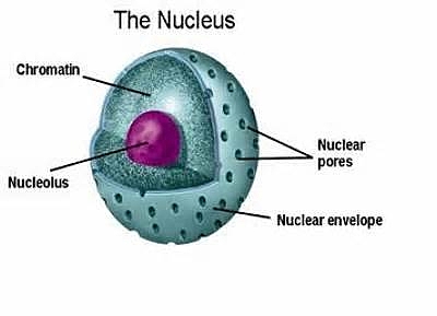 Nucleus