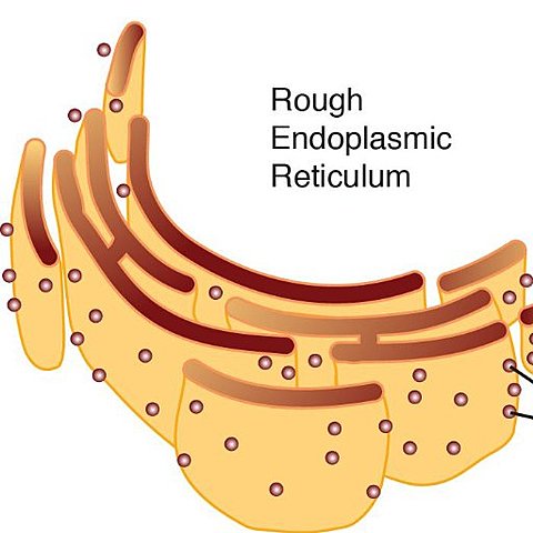 Endoplasmic Reticulum