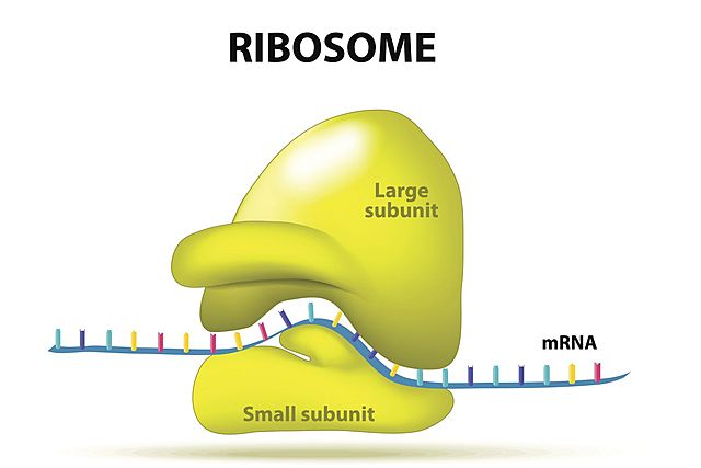 Ribosomes
