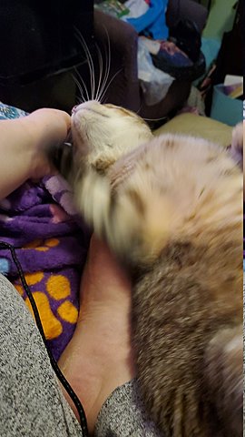 Cause 6 Tea Act (1773-1778)