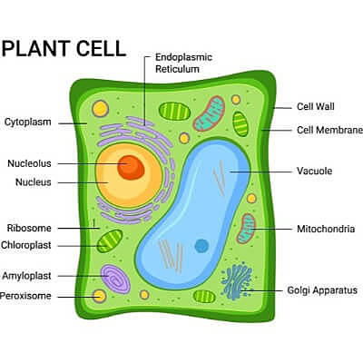 Plant Cells