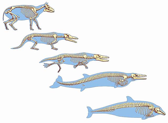Teoría de la evolución orgánica