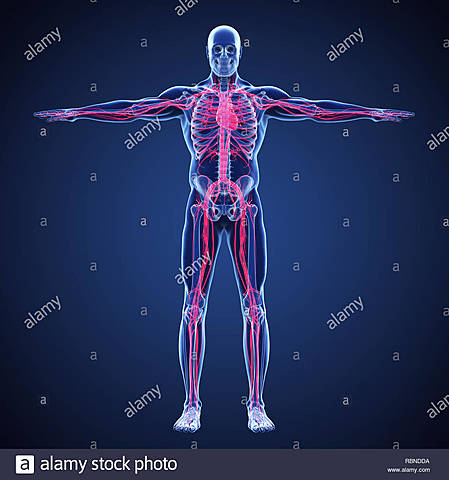 El sistema circulatorio humano