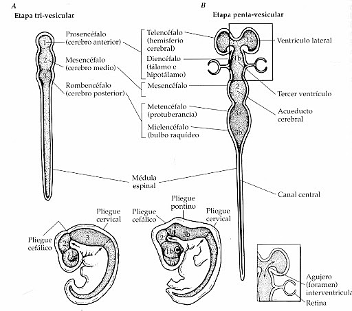 Tiedemann publica su libro clásico de embriología, sobre la anatomía del cerebro fetal