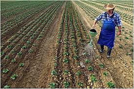 ETAPA AGRICOLA SIGLO XV