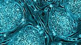 Timeline: La célula