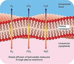 through plasma membrane