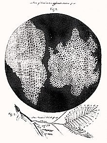 Robert Hooke