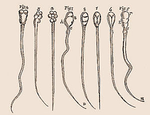 Leeuwenhoek