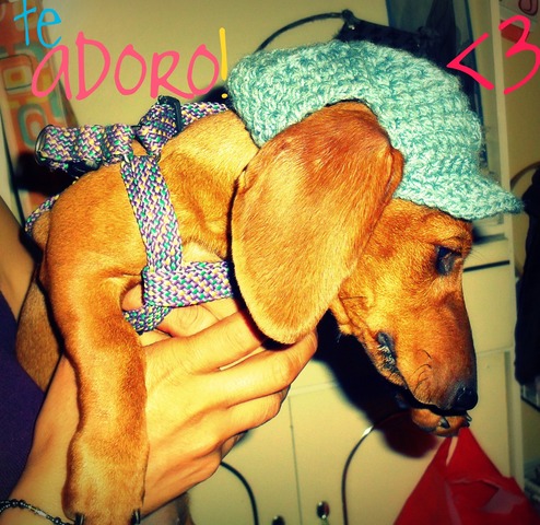 Lega a mi vida Mafalda [mi pequeña perrira salchicha] ^^