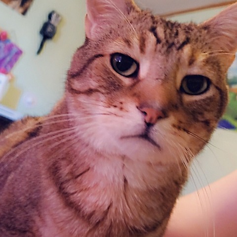 Cause 3 Sugar Act (1764-1766)