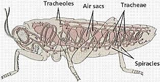 through tracheal system