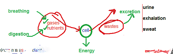 Sistema Circulatorio (clase 1)
