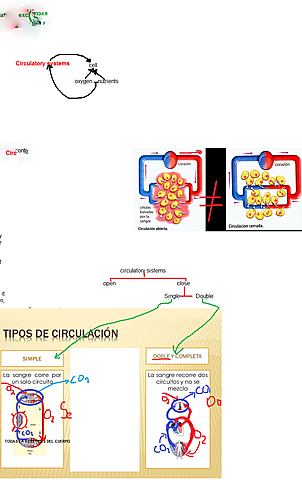Sistema Circulatorio (clase 1(parte 2))