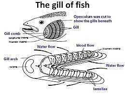 Fish gill