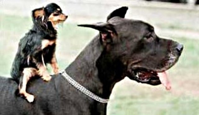 My father play fights with me