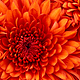Chrysanthemum