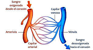 Sangre oxigenada y desoxigenada