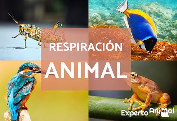 SISTEMA RESPIRATORIO EN ANIMALES