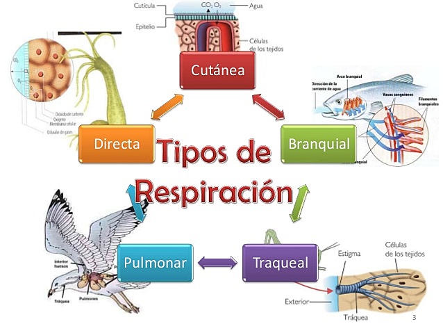 CONTINUACION DE TIPOS DE REPIRACION EN ANIMALES