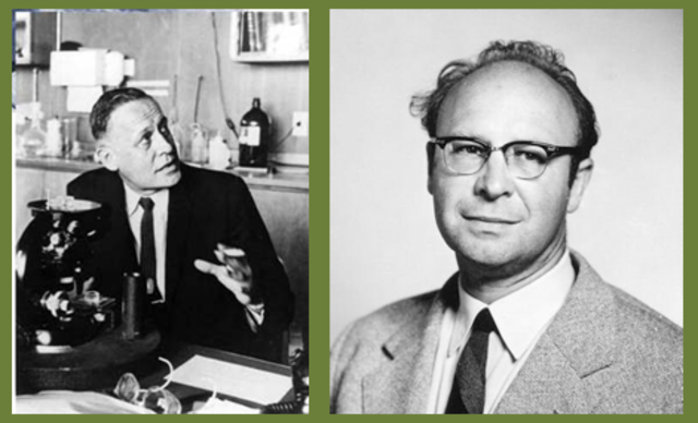 Ο Αμερικανός ωκεανογράφος Roger Revelle και ο χημικός Hans Suess δείχνουν ότι το θαλασσινό νερό δεν θα απορροφήσει το σύνολο του πρόσθετου CO2 που εισέρχεται στην ατμόσφαιρα, όπως πολλοί υπέθεταν.