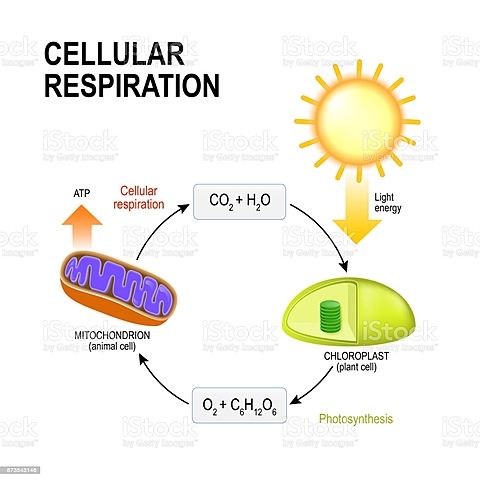clase del día 28 de septiembre