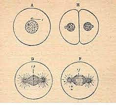 SIGLO XX (1942). Sulfobios y colpoides