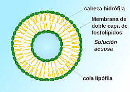SIGLO XX ( 1961 ). Liposomas