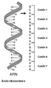 Era de la Biotecnología y la Bioingeniería