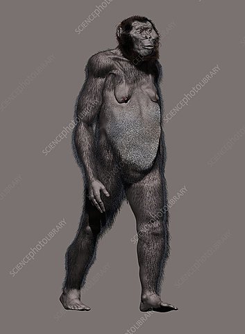Australopithecus robustus