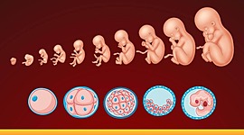 Timeline: Historia de la embriología