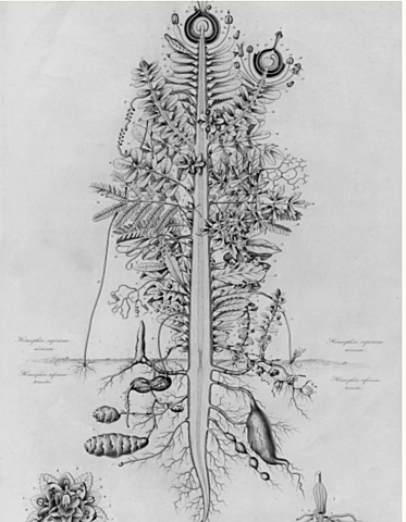 Charles Darwin ( Feb 12, 1809 - April 19, 1882)
