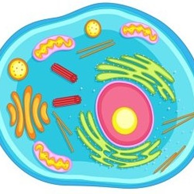 Timeline: La célula, un descubrimiento compartido