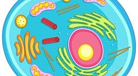 Timeline: La célula, un descubrimiento compartido