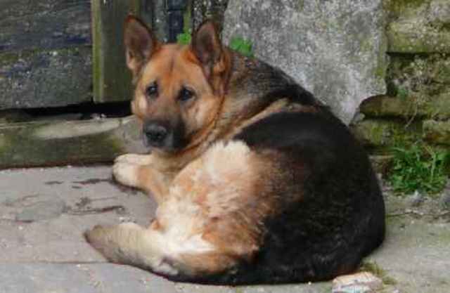 Jannett, mascota familiar llega a casa