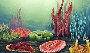 Proterozoico: Fauna Ediacara 630 Ma