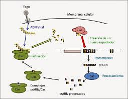 Ciencia: Identificación del sistema CRISPR-Cas 9