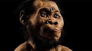 Ciencia: Se hallan fósiles de Homo naledi