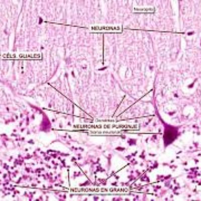 Timeline: Historia del Tejido Nervioso