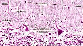 Timeline: Historia del Tejido Nervioso