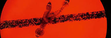 Ciencia: Primeros humanos nacidos con ediciones genéticas hereditarias con técnica CRISPR