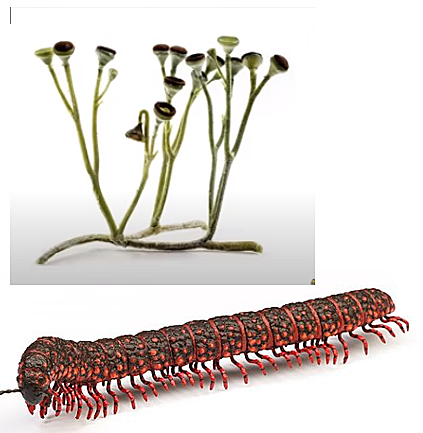 Silúrico 443 Ma~ 419 Ma