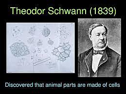Theodore Schwann