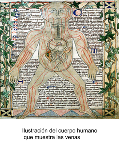 Anatomía en los reinos musulmanes