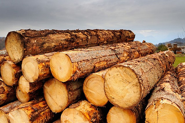 Il legname diventa il nuovo oro