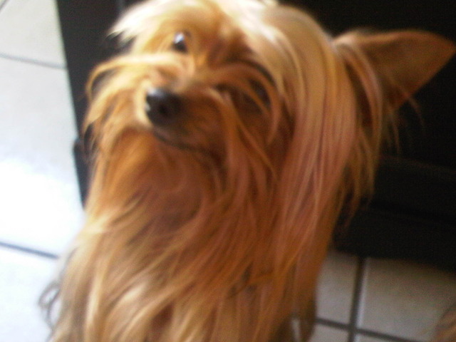 I got my cute yorkie puppy named Niki