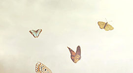 Timeline: Línea de vida