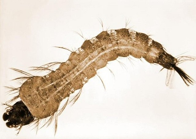 Charles Louis Alphonse Y Ronald Ross